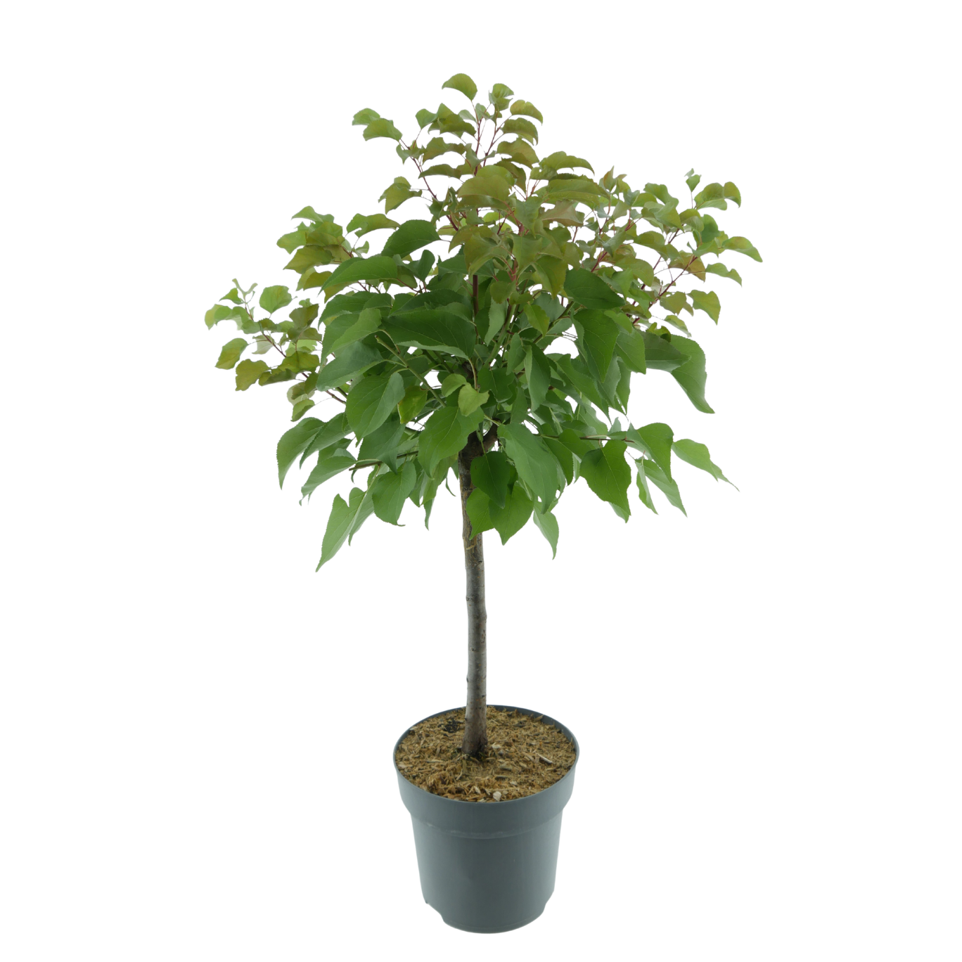 Bio-Zwergpflaume 'Hanna'