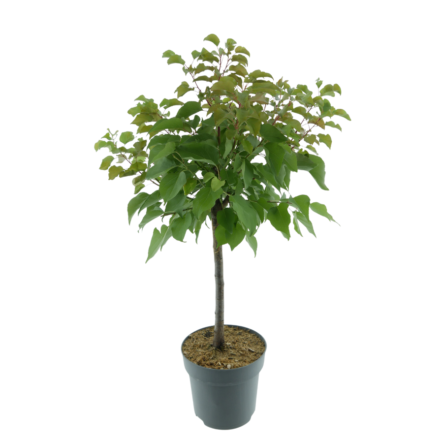 Bio-Zwergpflaume 'Hanna'
