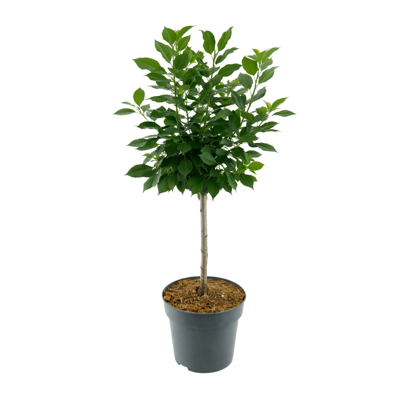 Bio-Zwergsauerkirsche 'Piemont'