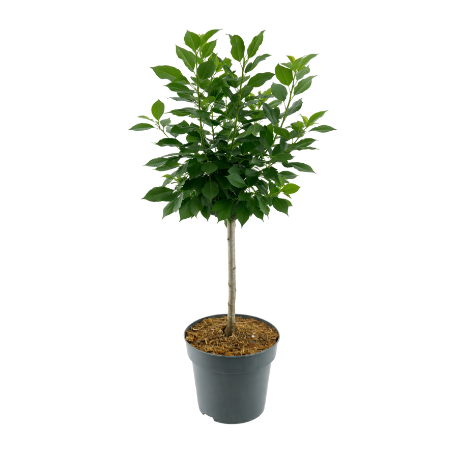 Bio-Zwergsauerkirsche 'Piemont'