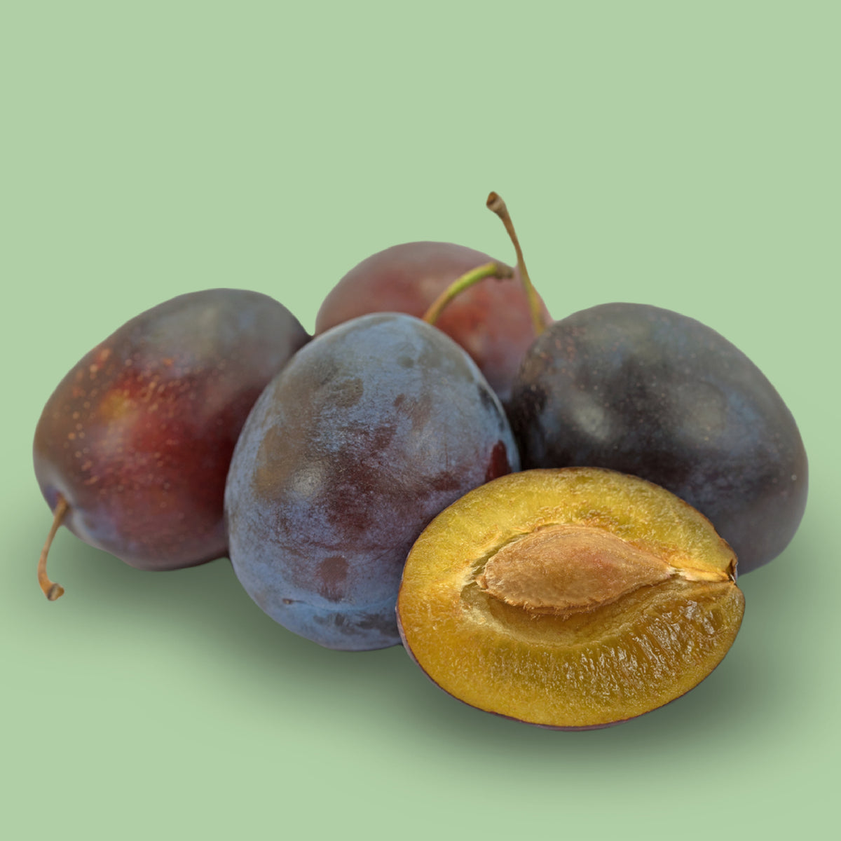 Früchte des Bio-Zwetschgenbaums 'Hauszwetsche'