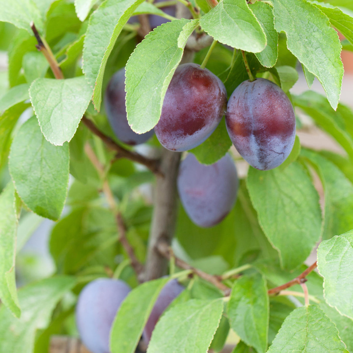 Bio-Zwetschgenbaum 'Hauszwetsche' im Garten
