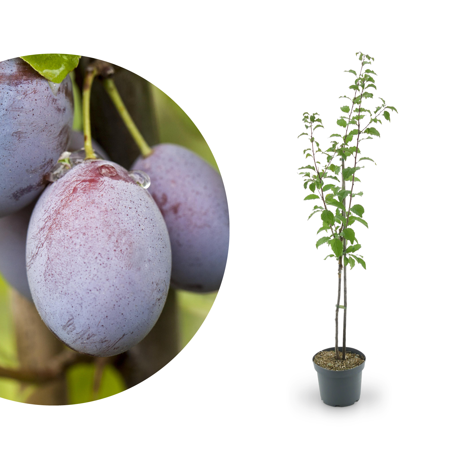 Bio-Zwetschgenbaum 'Hauszwetsche'