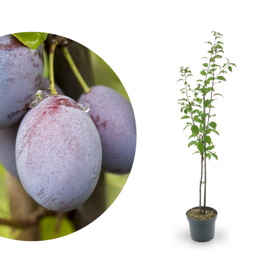 Bio-Zwetschgenbaum 'Hauszwetsche'