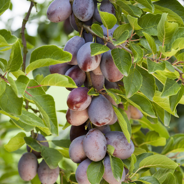 Bio-Zwetschgenbaum 'Presenta' im Garten