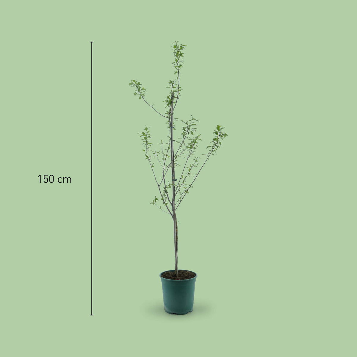 Größe des Bio-Zwetschgenbaums 'Presenta'