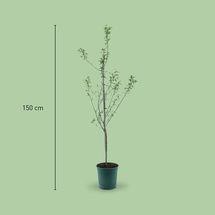 Größe des Bio-Zwetschgenbaums 'Presenta'