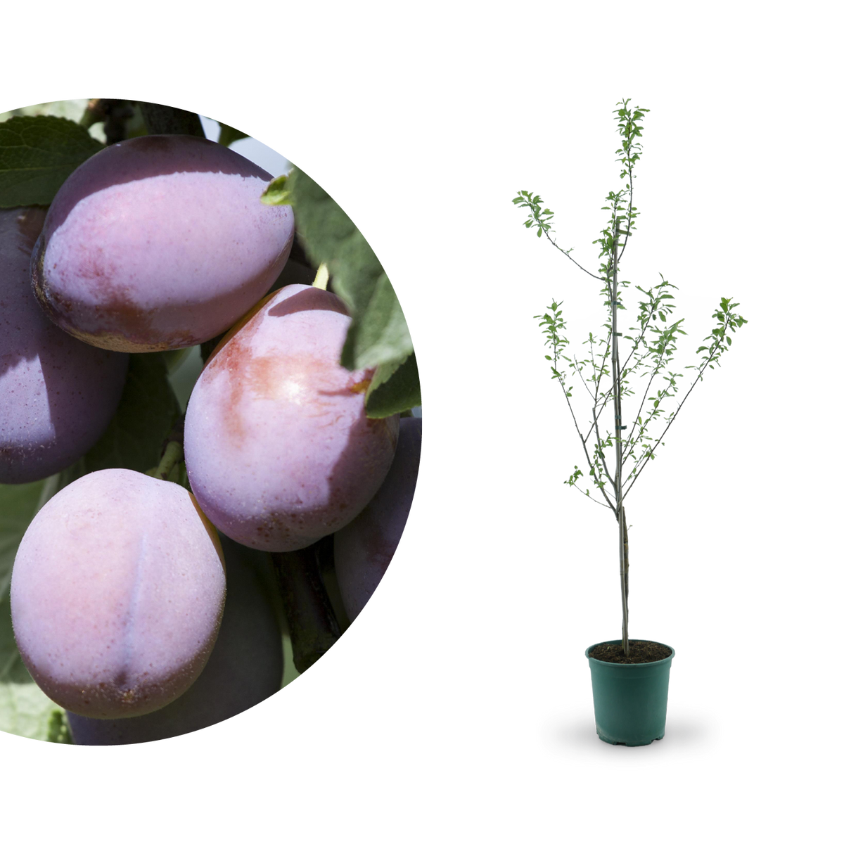 Bio-Zwetschgenbaum 'Presenta'