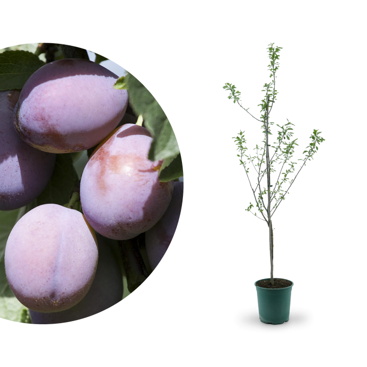 Bio-Zwetschgenbaum 'Presenta'
