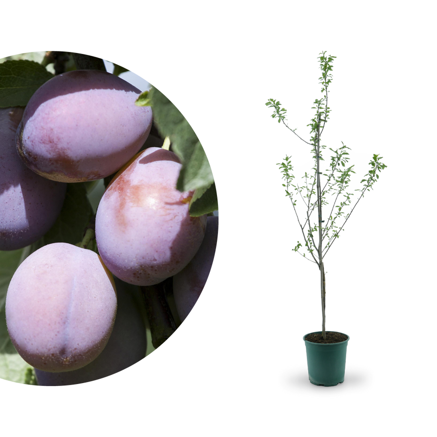 Bio-Zwetschgenbaum 'Presenta'