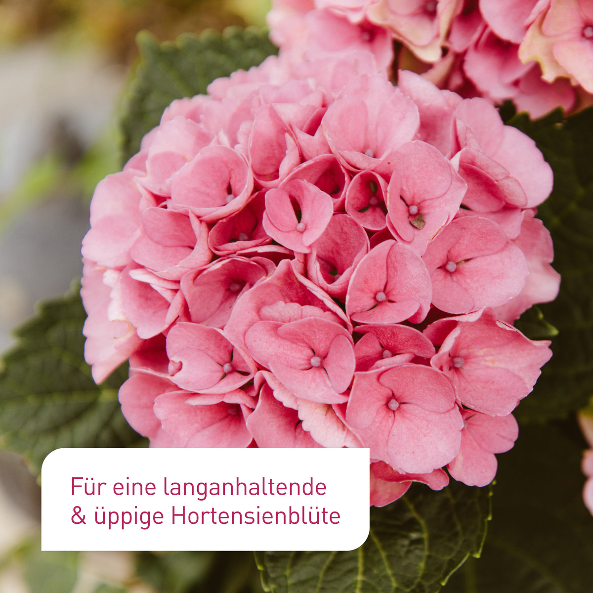 Ergebnis des Plantura Bio-Hortensiendüngers