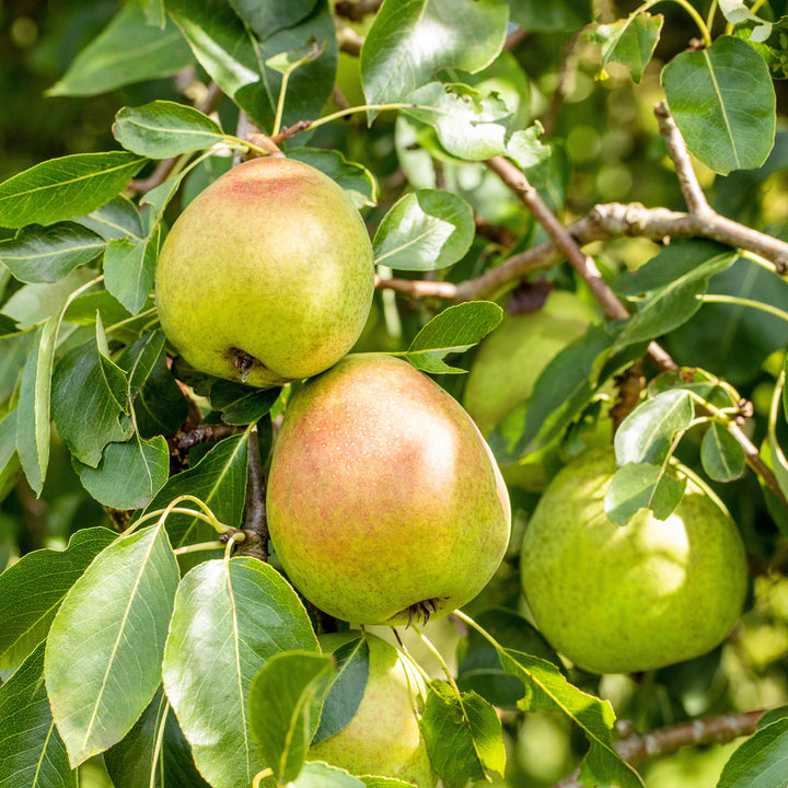 Birnbaum 'Clapps Liebling' im Garten