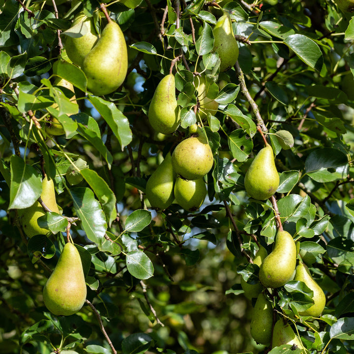 Birnbaum 'Conference' im Garten