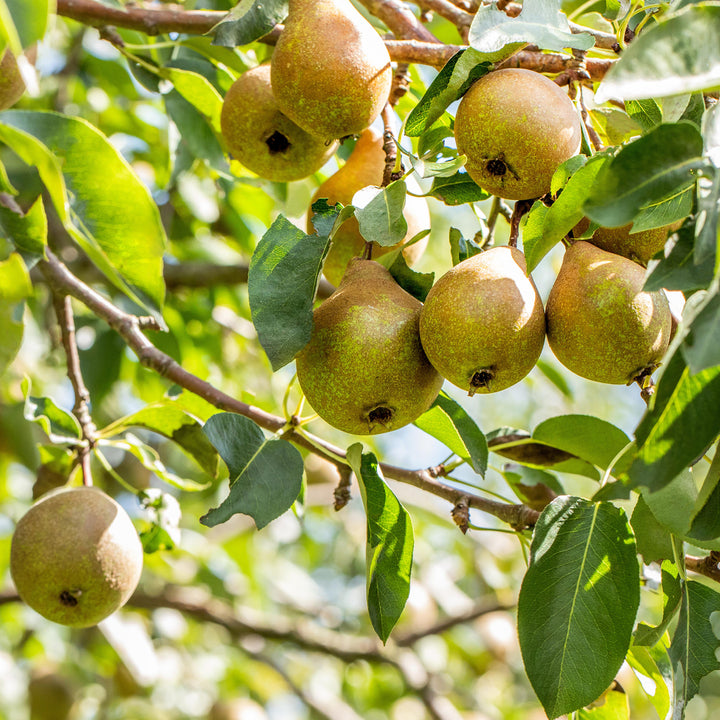 Birnbaum 'Gute Luise' im Garten