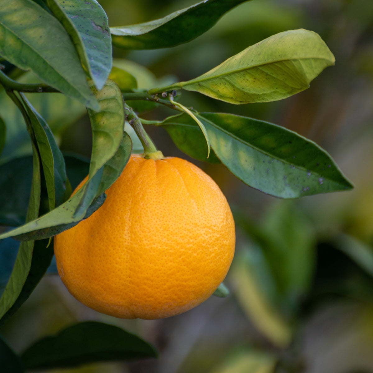 Orange Frucht der Bitterorange Chinotto ORANGE TIME®