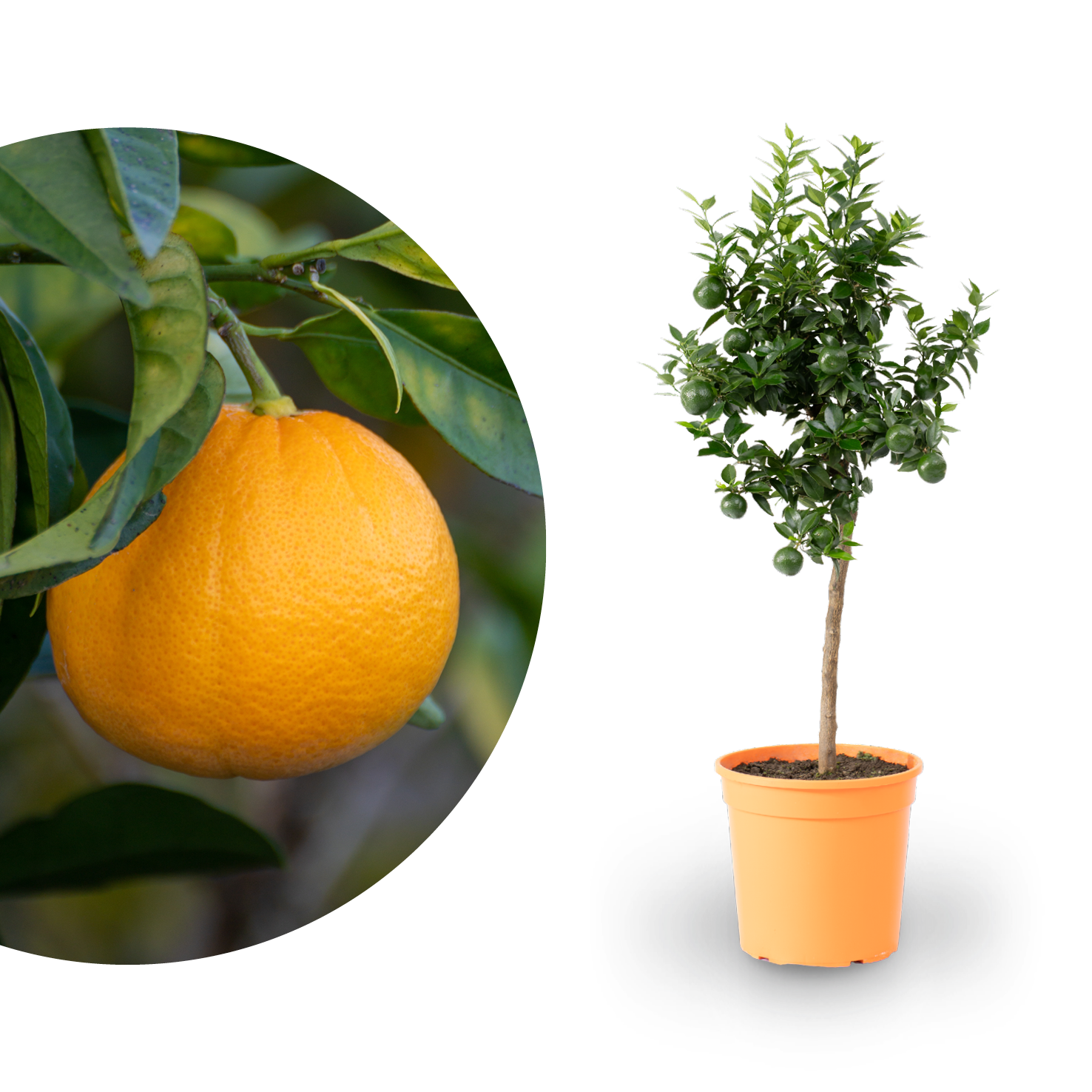 Bitterorange Chinotto ORANGE TIME®