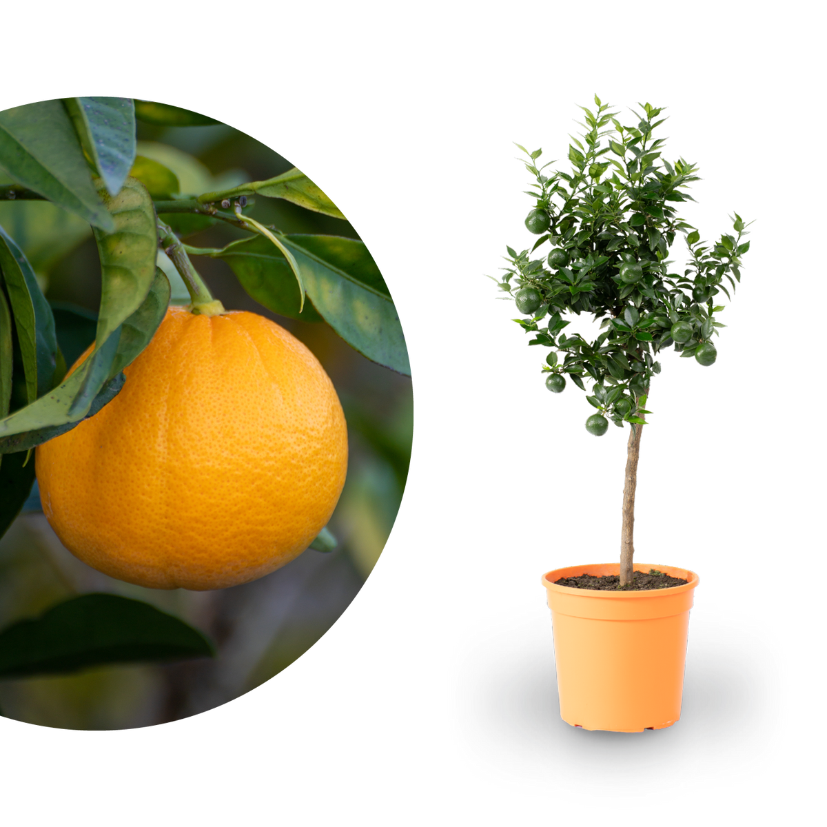 Bitterorange Chinotto ORANGE TIME® kaufen - Plantura Shop