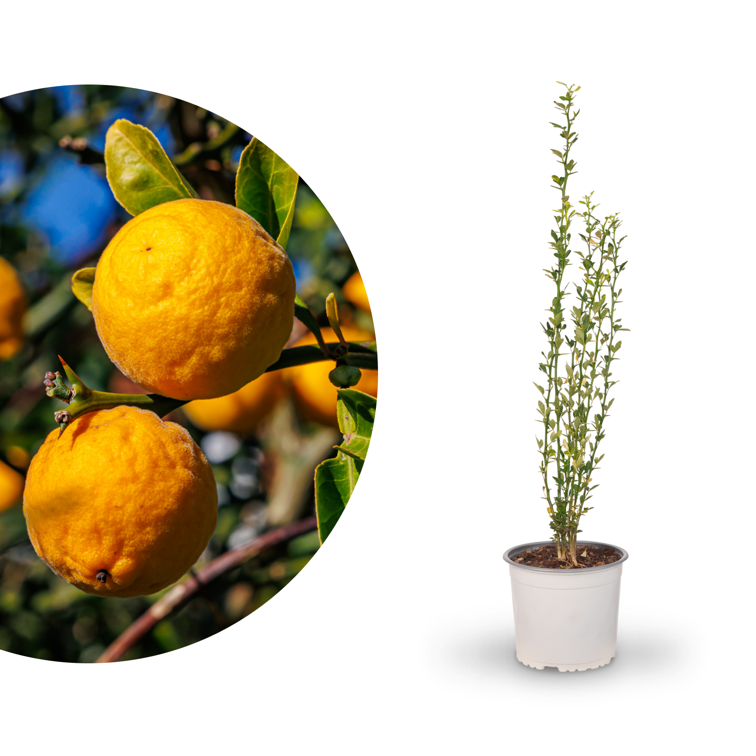 Bitterorange 'Passauer Goldpomeranze'