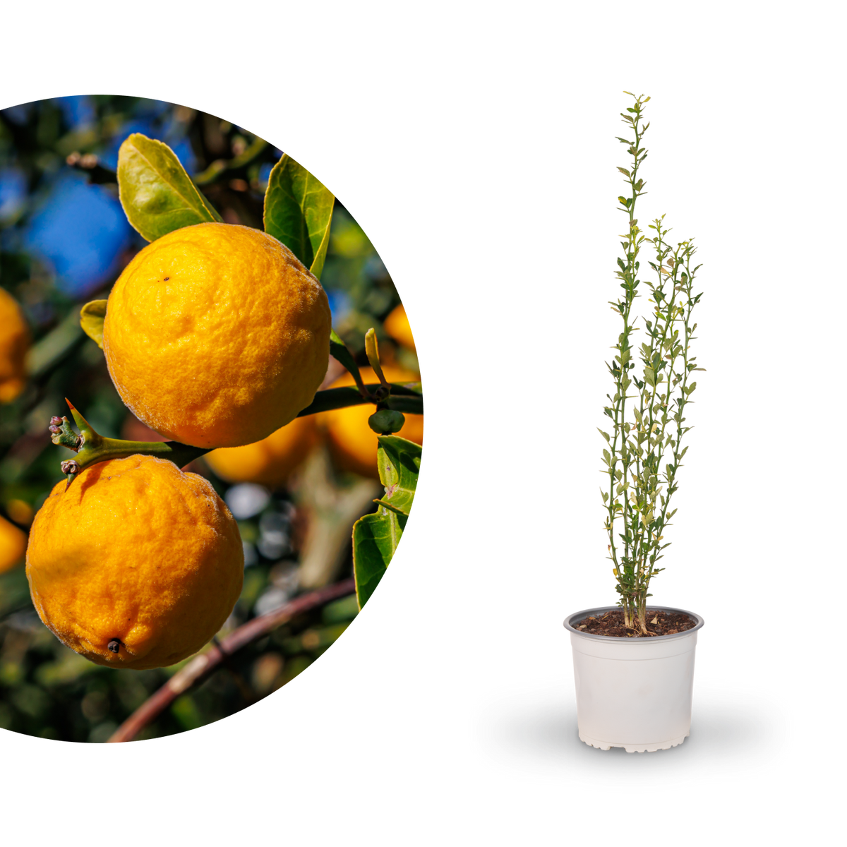 Bitterorange 'Passauer Goldpomeranze'