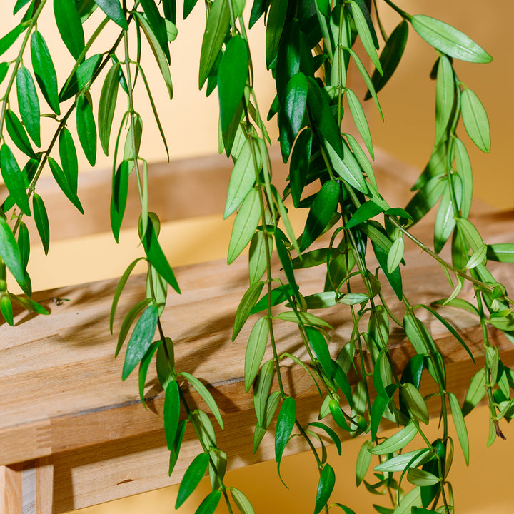 Blätter der Aeschynanthus japhrolepis