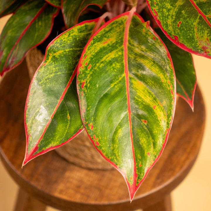 Blätter der Aglaonema 'Jungle Red'