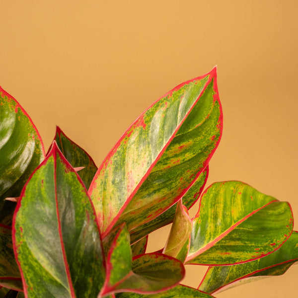 Blätter der Aglaonema