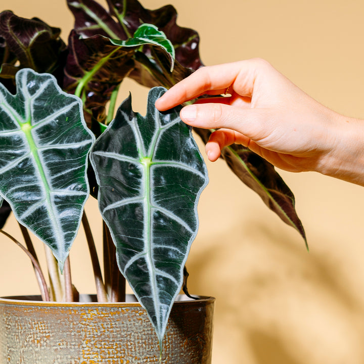 Blätter der Alocasia amazonica 'Polly'