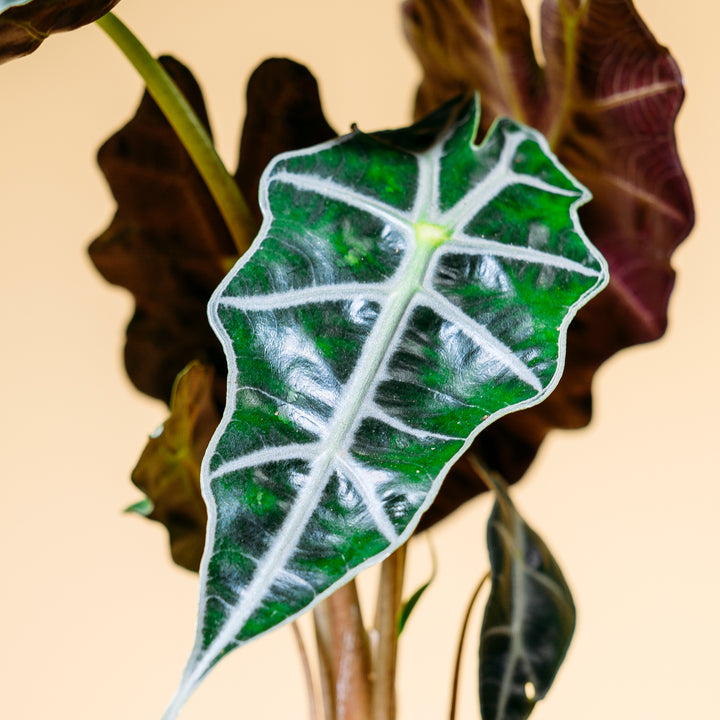 Blätter der Alocasia 'Polly'