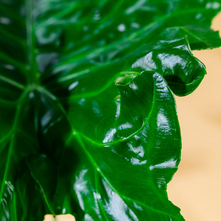 Blätter der Alocasia portodora