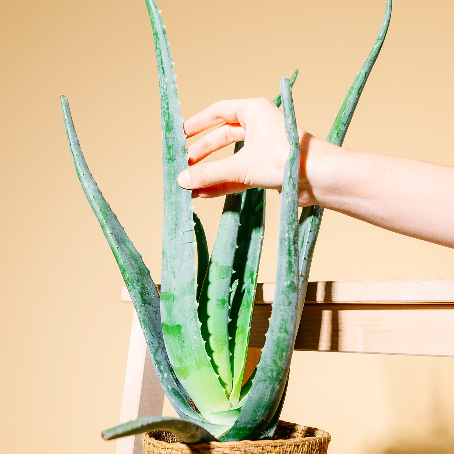 aloe vera pflanze für kosmetik kaufen Aloe vera (Echte Aloe) kaufen