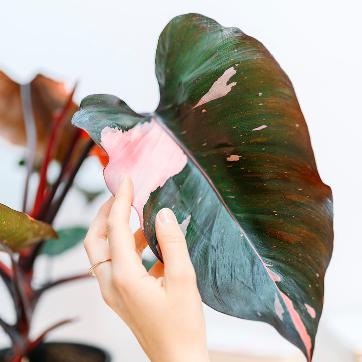 Blätter des Baumfreund 'Pink Princess'