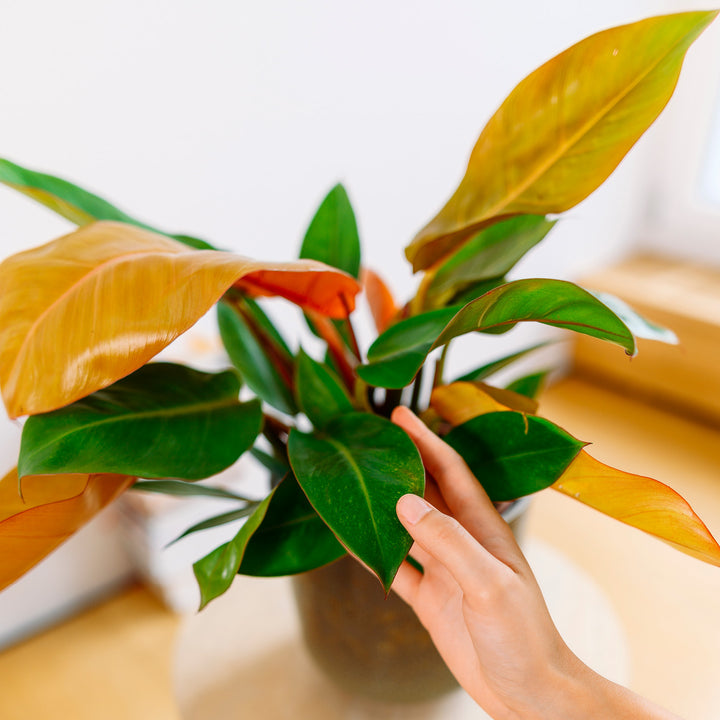 philodendron blätter gelb Philodendron 'Prince of Orange' kaufen
