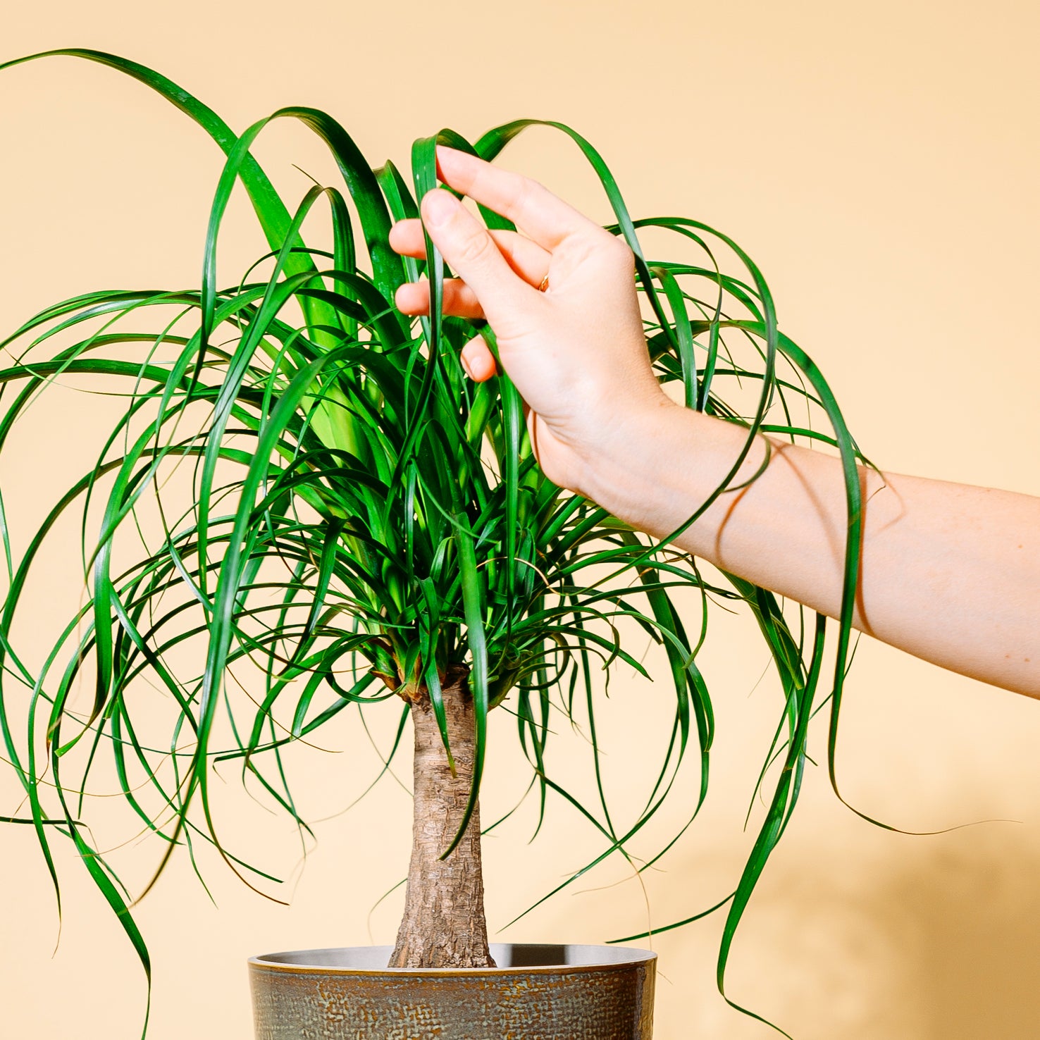 Blätter der Beaucarnea recurvata