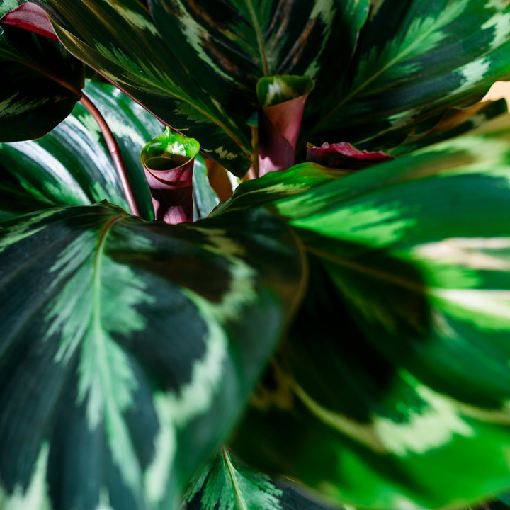 Blätter der Calathea 'Medaillon' 
