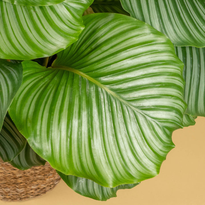 Blätter der Calathea Orbifolia XXL