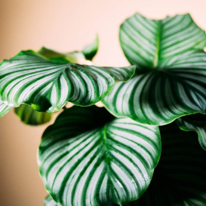 Blätter der Calathea orbifolia
