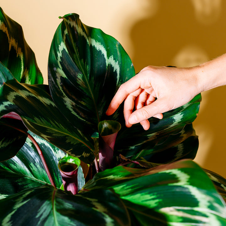 Blätter der Calathea roseopicta 'Medaillon'
