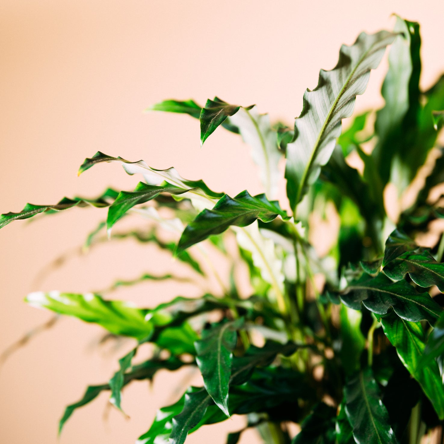 Blätter der Calathea rufibarba