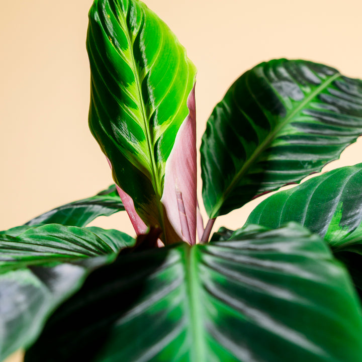 Blätter der Calathea warscewiczii