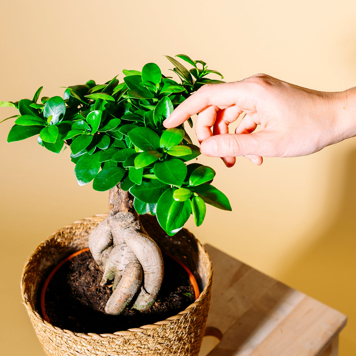 Blätter der chinesischen Feige als Bonsai