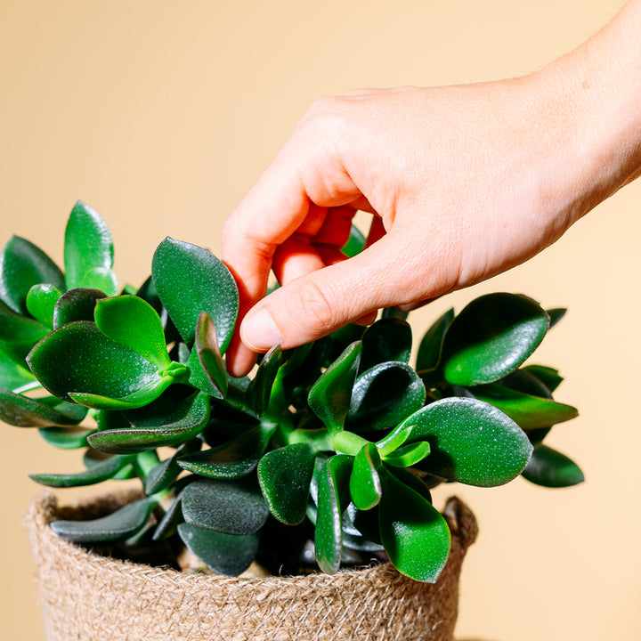 Blätter des Crassula ovata 'Hulk'