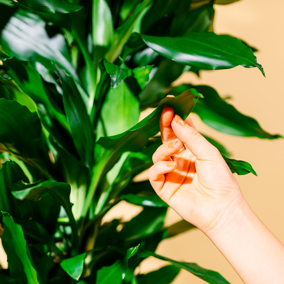 Blätter der Dracaena fragrans 'Janet Lind'