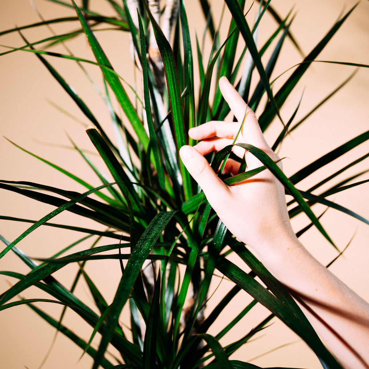 Blätter von Dracaena marginata