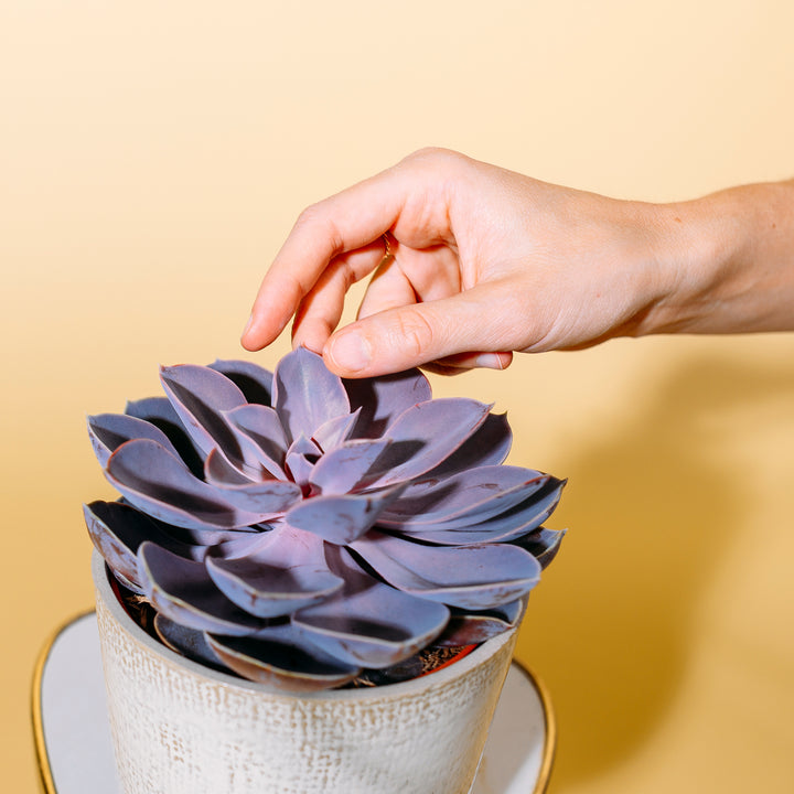 Blätter der Echeveria gibbiflora 'Purple Pearl'