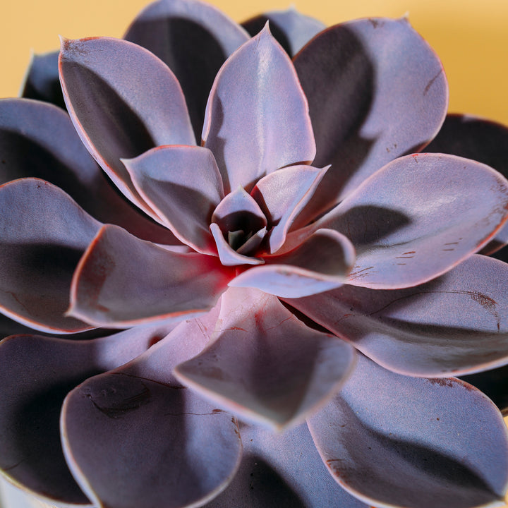 Blätter der Echeveria 'Purple Pearl'