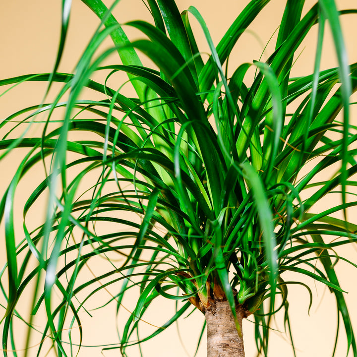 Elefantenfuß (Beaucarnea recurvata) kaufen