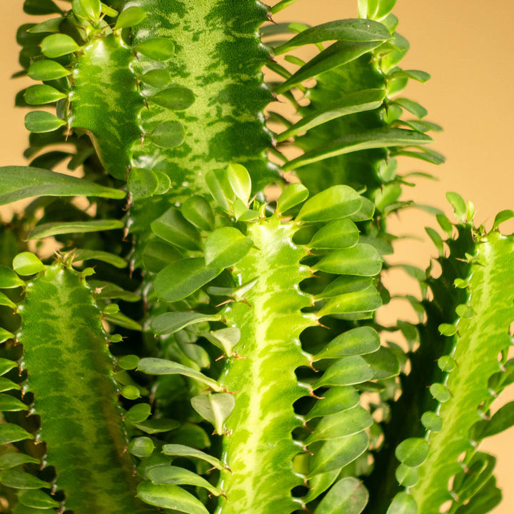 Blätter der Euphorbia trigona