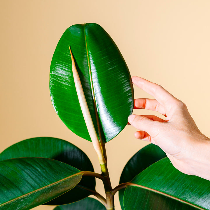 Blätter des Ficus elastica 'Robusta'