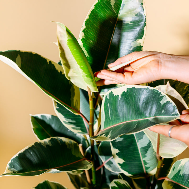 Blätter des Ficus elastica 'Tineke' XXL