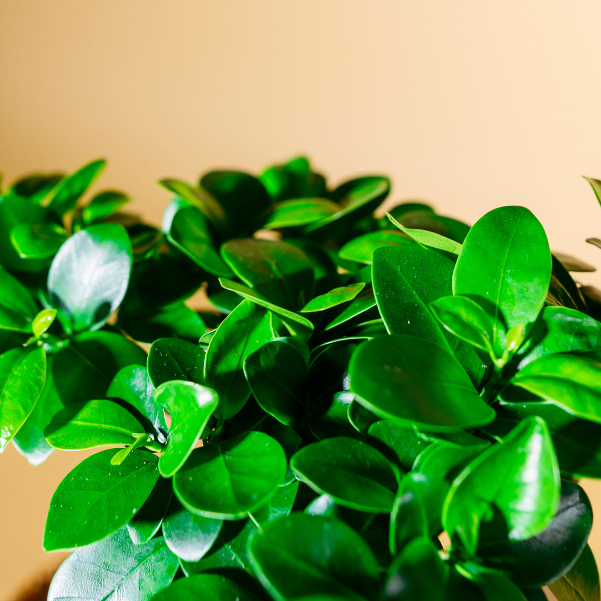 Blätter der Ficus 'Ginseng' Bonsai